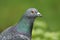 A head shot of a pretty Feral Pigeon Columba livia against a green background.