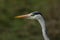 A head shot of a pretty Grey Heron, Ardea cinerea, hunting along the edge of a stream.