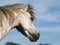 Head Shot of a Pretty Grey Pony