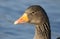 A head shot of a pretty Greylag Goose Anser anser swimming on a lake.