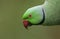 A head shot of a pretty ring-necked, or rose-ringed Parakeet. It is the UK`s most abundant naturalised parrot.