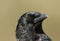 A head shot of a pretty wild Carrion Crow, Corvus corone,.