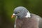 A head shot of a pretty Woodpigeon, Columba palumbus.