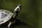A head shot of a pretty Yellow-bellied Slider Trachemys scripta scripta or water Turtle standing on a log in the water in the UK