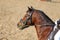 Head shot profile of a show jumper horse  on natural background