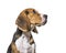 Head shot profile of a Young puppy Beagles dog, isolated