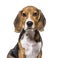 Head shot of puppy Beagles dog, isolated