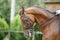 Head shot of a purebred dressage horse outdoors