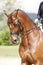 Head shot of a purebred dressage horse outdoors