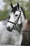 Head shot of a purebred gray horse rural scene