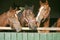 Head shot of purebred horses