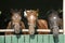 Head shot of purebred horses