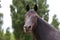 Head shot of a purebred morgan horse at a rural ranch