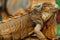 Head shot of a red iguana with a very cool bokeh background suitable for use as wallpaper