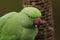 A head shot of a ring-necked, or rose-ringed Parakeet feeding from a peanut feeder. It is the UK`s most abundant naturalised parr