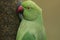 A head shot of a ring-necked, or rose-ringed Parakeet feeding from a seed feeder. It is the UK`s most abundant naturalised parrot