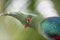 Head shot of Schalow\'s Turaco (Tauraco schalowi)