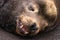 head shot of sealion with its mouth open in oregon