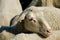 Head shot of a sheep in a herd