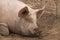 Head shot shot of spotted lazy, sleepy, good natured single dirty young domestic pink laying down in his pen pig, with big ears, w