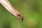 A head shot of a Slow-worm Anguis fragilis with its tongue poking out tasting the air.