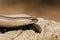 A head shot of a Slow-worm Anguis fragilis warming itself in the sun.