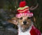 Head Shot Small Mixed Breed Dog Wearing Reindeer Hat