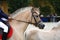 Head Shot Of A Sportive Norwegian Fjord Horses