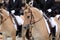 Head shot of a sportive norwegian fjord horses on dressage show