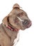 Head Shot Of Staffordshire Bull Terrier Dog Looking Curious