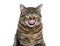 Head shot of a Striped Tabby crossbreed cat licking its lips waiting for food, isolated on white