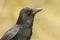 A head shot of a stunning Carrion Crow Corvus corone.