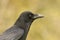 A head shot of a stunning Carrion Crow Corvus corone.