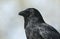 A head shot of a stunning Carrion Crow, Corvus corone.