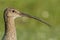 A head shot of a stunning Curlew Numenius arquata.