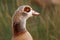 A head shot of a stunning Egyptian Goose Alopochen aegyptiaca.