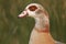 A head shot of a stunning Egyptian Goose Alopochen aegyptiaca.