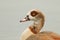 A head shot of a stunning Egyptian Goose Alopochen aegyptiaca swimming in a lake.