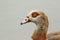 A head shot of a stunning Egyptian Goose Alopochen aegyptiaca swimming in a lake.