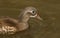 A head shot of a stunning female Mandarin duck Aix galericulata swimming in a lake.