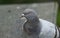 A head shot of a stunning Feral Pigeon, Columba livia.