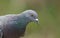 A head shot of a stunning Feral Pigeon Columba livia against a green background.