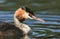 A head shot of a stunning Great-crested Grebe Podiceps cristatus swimming in a river.