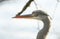 A head shot of a stunning Grey Heron Ardea cinerea.