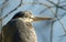 A head shot of a stunning Grey Heron Ardea cinerea.