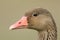 A head shot of a stunning  Greylag Goose, Anser anser.