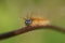 A head shot of a stunning Lackey Moth Caterpillar Malacosoma neustria on a plant stem.