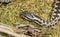 A head shot of a stunning male Adder Vipera berus warming itself in the spring sunshine.