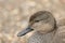 A head shot of a stunning male Gadwall, Anas strepera, resting on the bank of a lake.