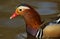 A head shot of a stunning male Mandarin duck Aix galericulata swimming in a lake.